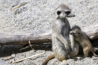 Le Bioparc de Genève, qui accueille notamment des suricates photographiés en juin 2023, est à l'étroit à Bellevue. Le nouveau projet, qui devrait voir le jour à Belle-Idée à Thônex, soulève quelques réticences de la part du canton (archives). KEYSTONE/MARTIAL TREZZINI
